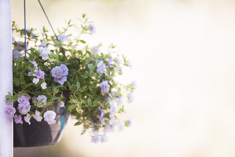 Hanging Pots